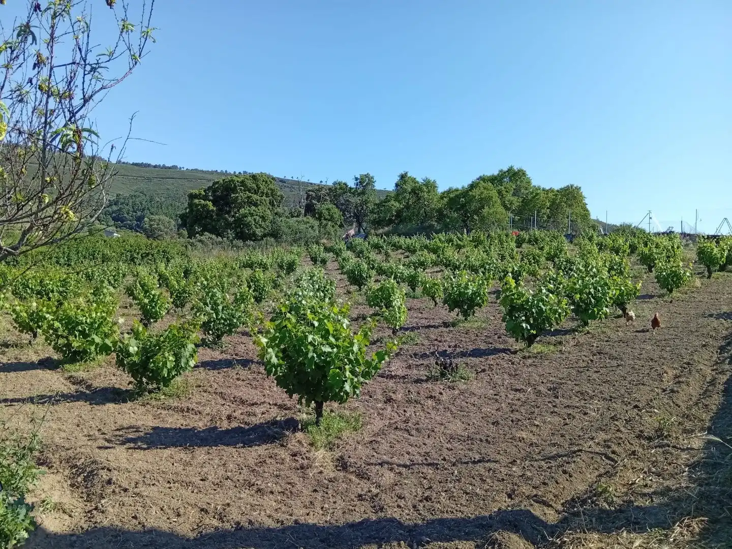 Land for sale in Villanueva de la Sierra