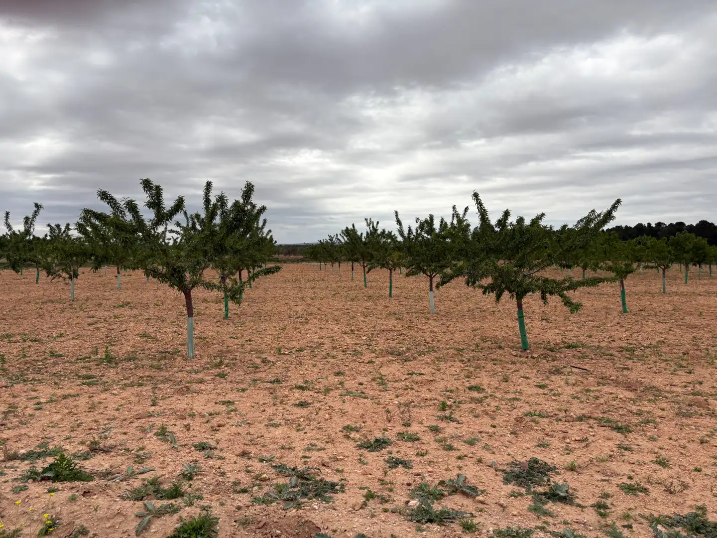 Rural land for sale in El Bonillo, imagen 4