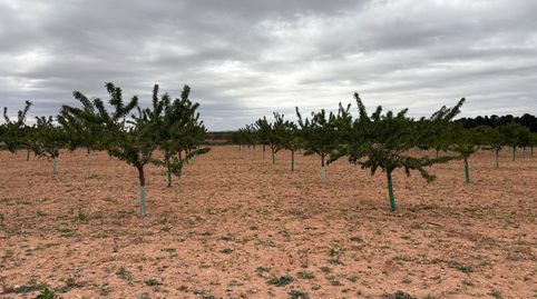 se vende parcela de almendros en producción, immagine 4