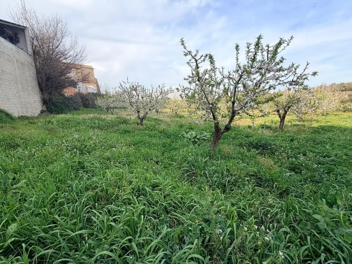 Terreno residenziale in vendita a Albaida, imagen 7