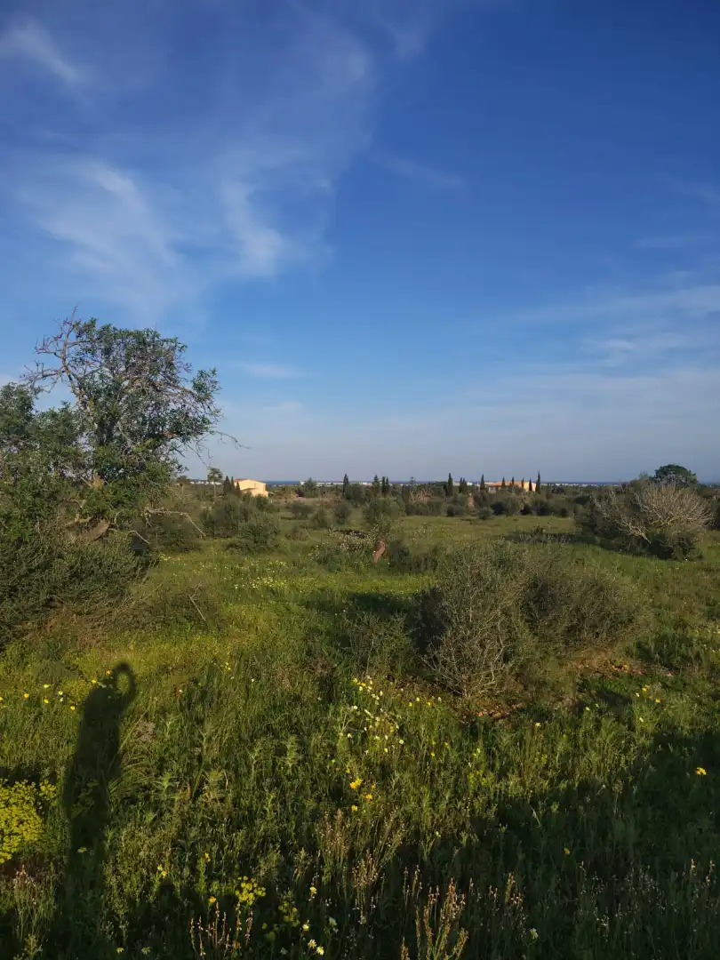 Rural land for sale in Cala Millor, imagen 2