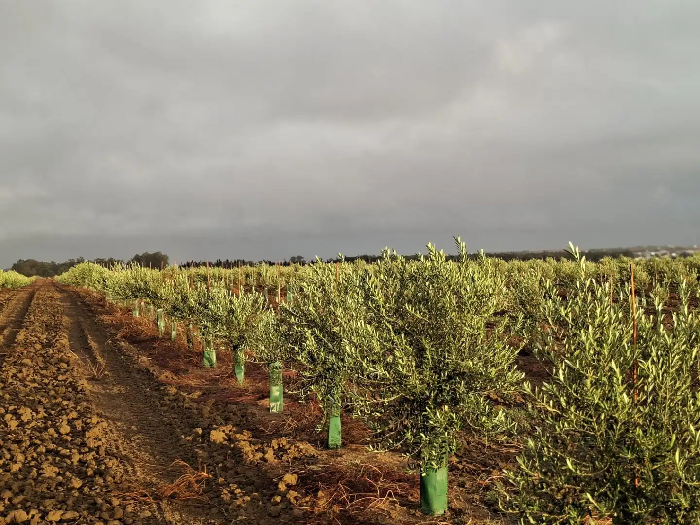 Exterior view of Country homes for sale in Chiclana de la Frontera  with Private garden