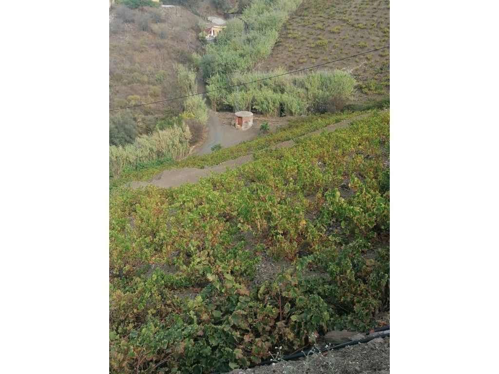 Houses for sale in Viñuela