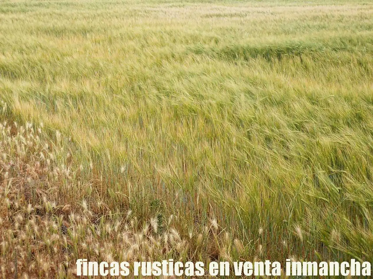 Terreny rústic en venda a Alcázar de San Juan, imagen 15