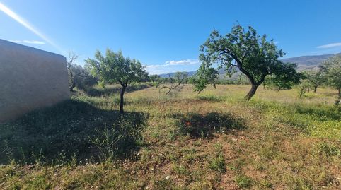 FINCA EN PECHINA