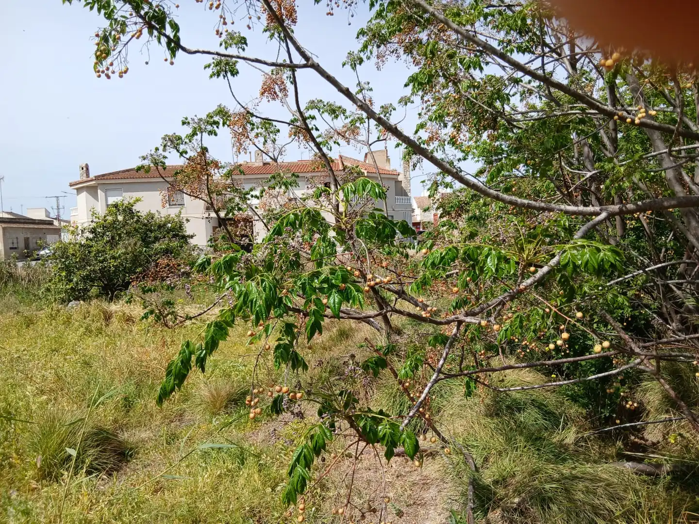 Houses for sale in Rojales