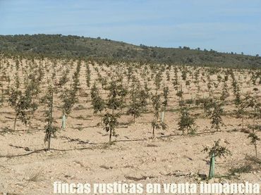 Terreny rústic en venda a Jumilla