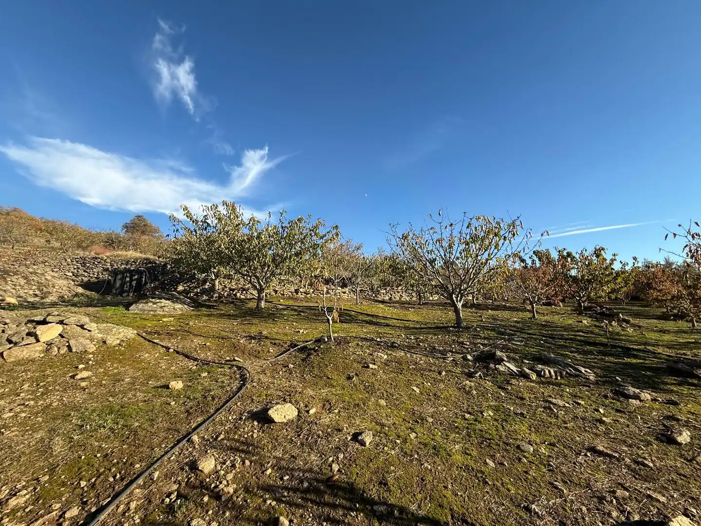 Land for sale in Arroyomolinos de la Vera
