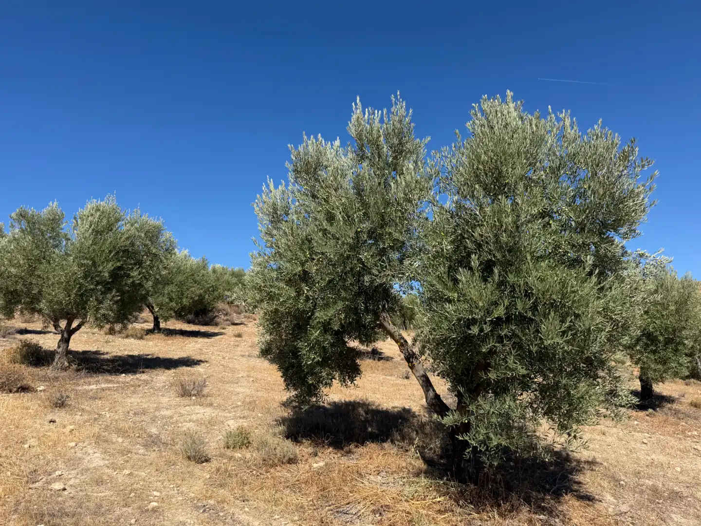 Terreno rustico in vendita a Camino de la Sierra, imagen 19