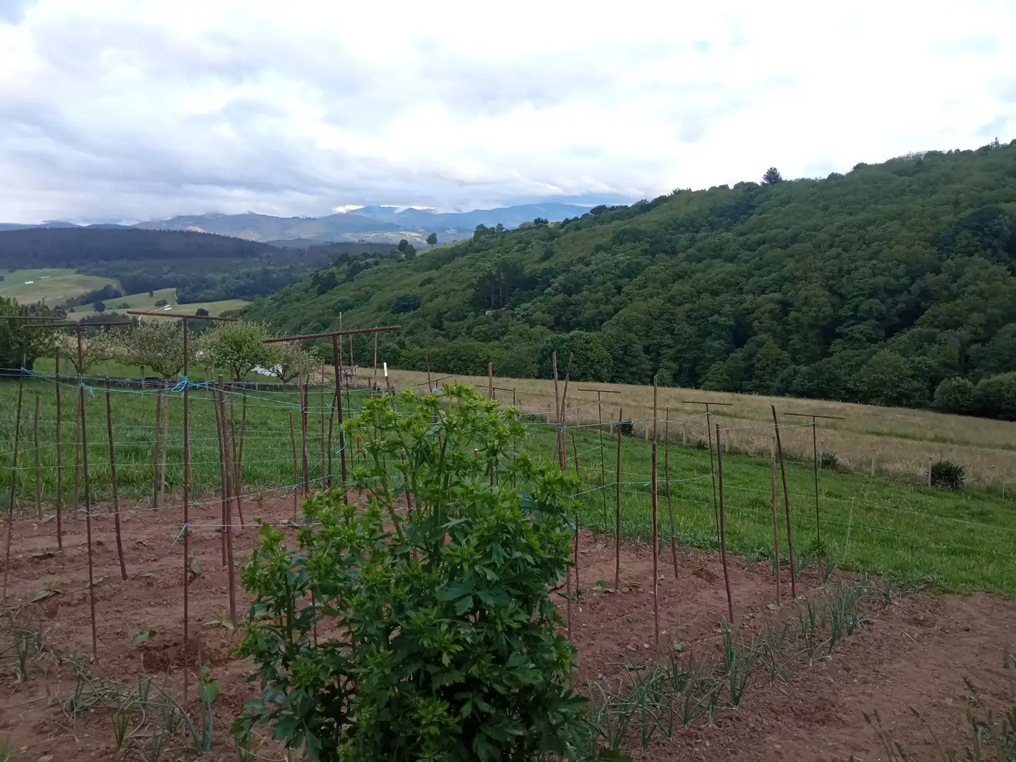 Jardín de Finca rústica en venta en Tineo con Jardín privado, Parquet y Terraza