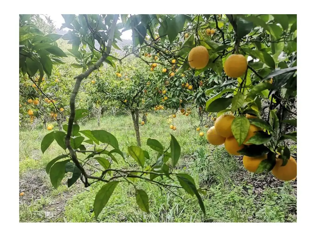 Jardí de Finca rústica en venda en Jubrique
