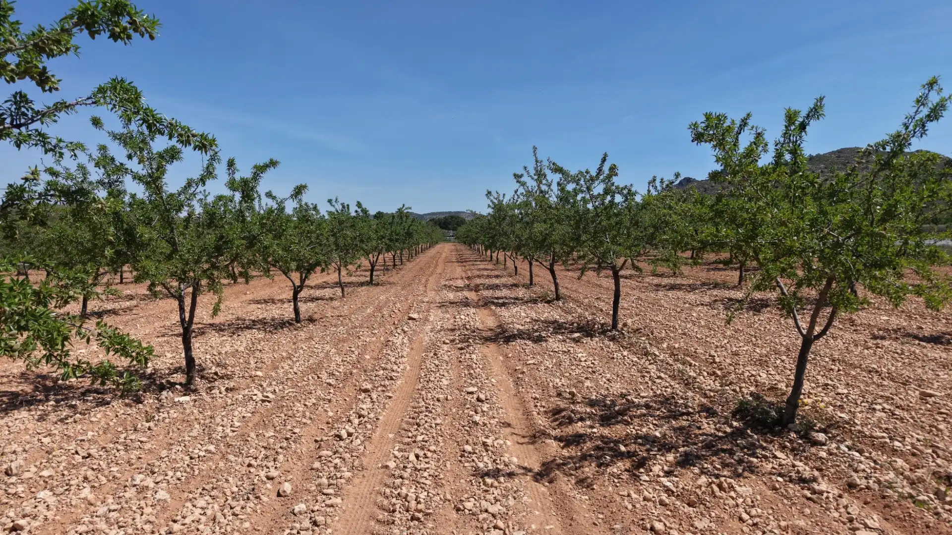 Residential land for sale in Yecla, imagen 6