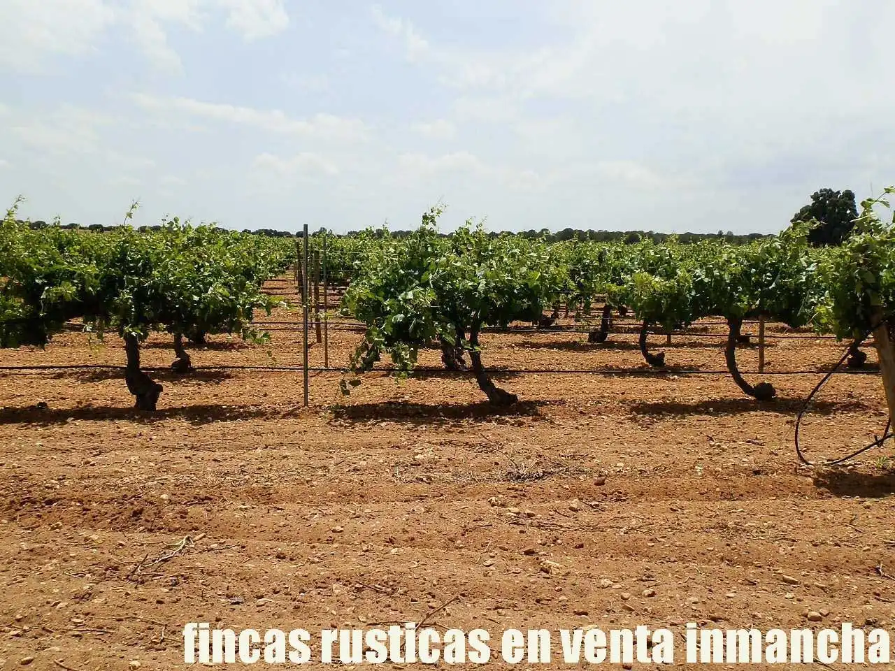 Terreni e lotti in vendita a Villarrobledo, imagen 5