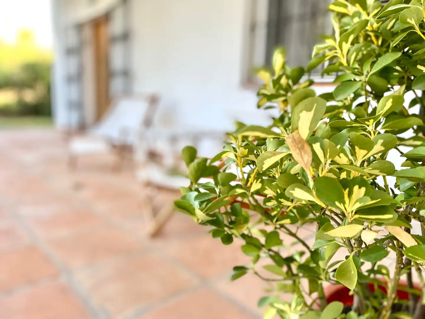 Jardín de Casa o chalet en venta en Tarifa con Jardín privado, Terraza y Amueblado