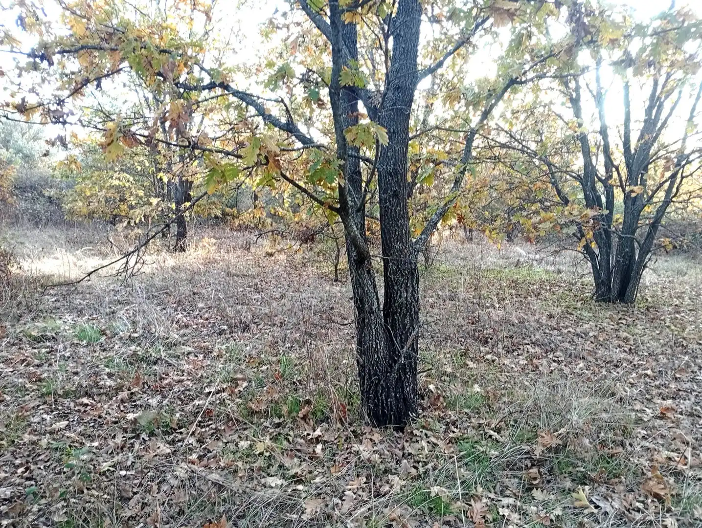 Terreni e lotti in vendita a Viandar de la Vera, imagen 18