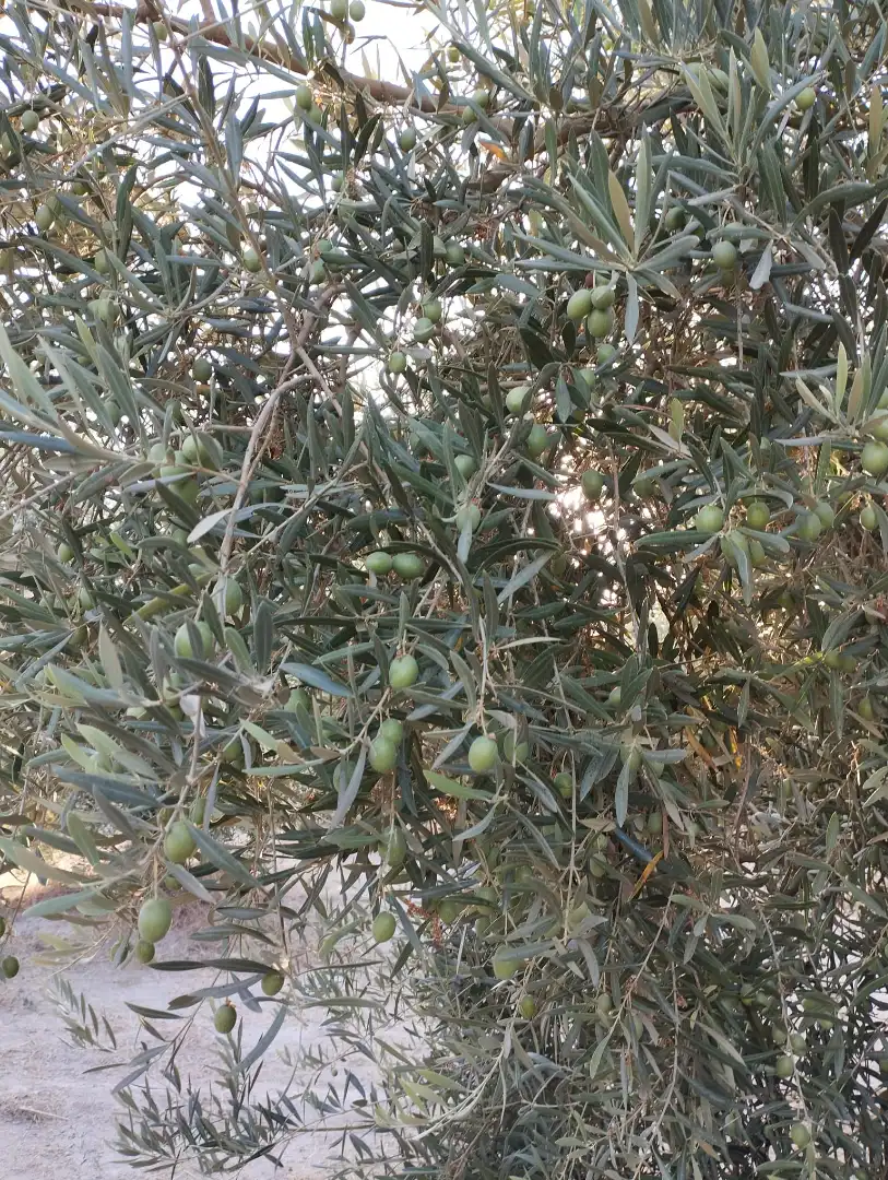 Jardí de Terreny en venda en Cabra
