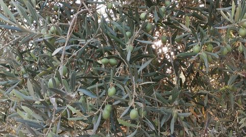OLIVAR DE VARIEDAD HOJIBLANCA DE UN PIE
