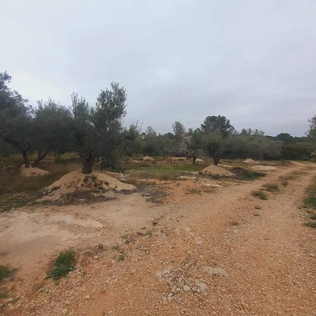 Terrain rustique à vendre à L'Aldea, imagen 3