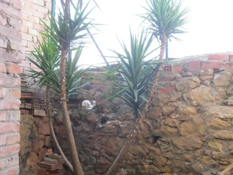 Casa amb jardí en venda a Carrer Castell 11, imagen 20