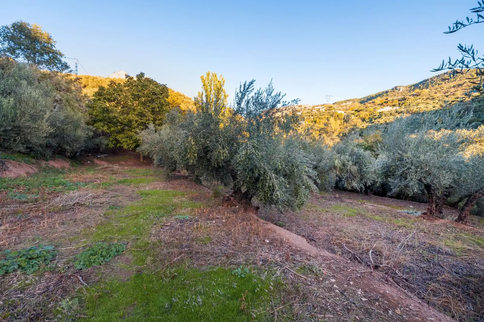 Casa o xalet en venda en Cogollos de la Vega