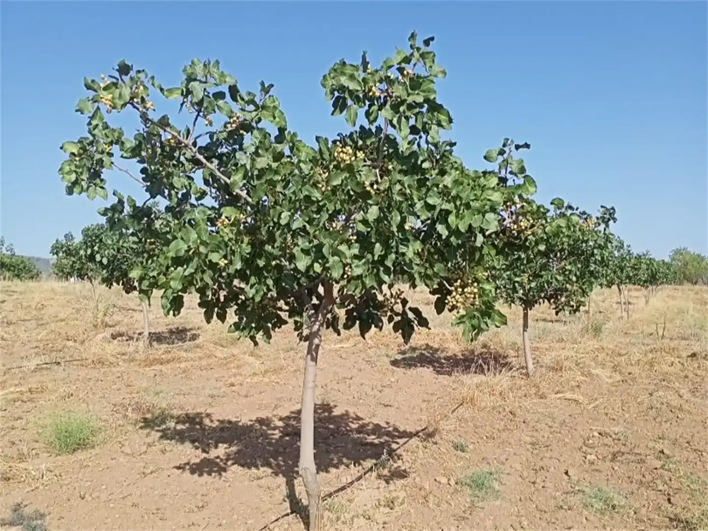 Finca rústica en venda en Puertollano