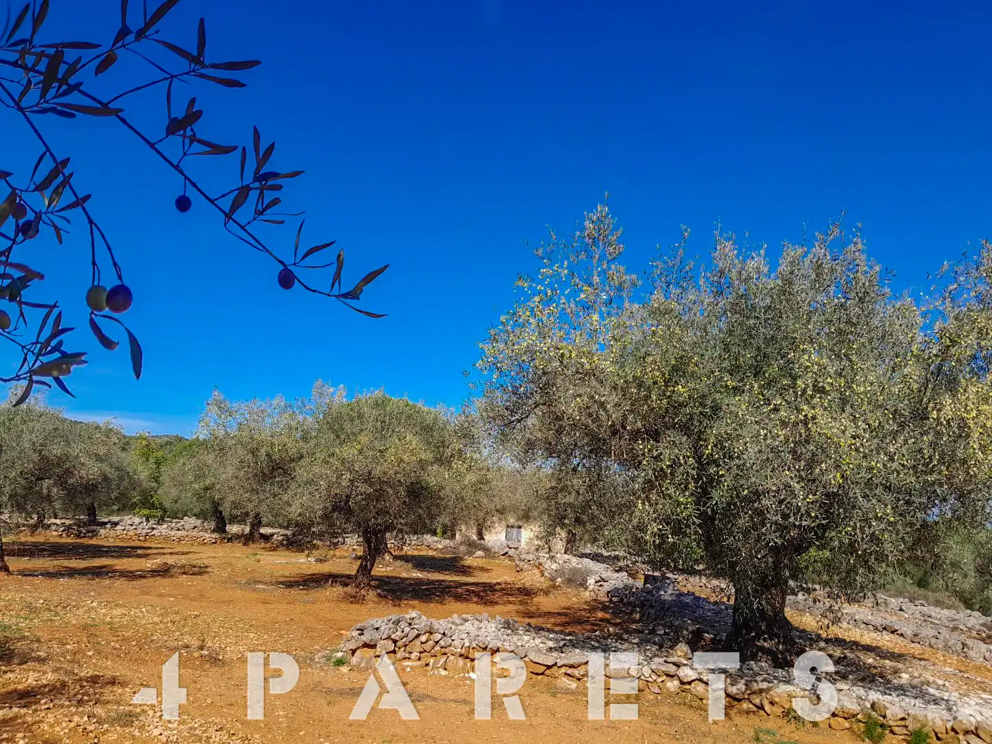 Rural land for sale in Cervera del Maestre