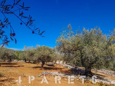 Rural land for sale in Cervera del Maestre