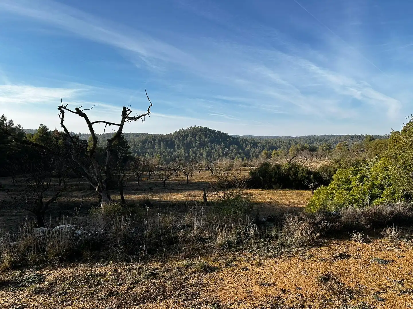 Rural land for sale in Cervià de Les Garrigues, imagen 4
