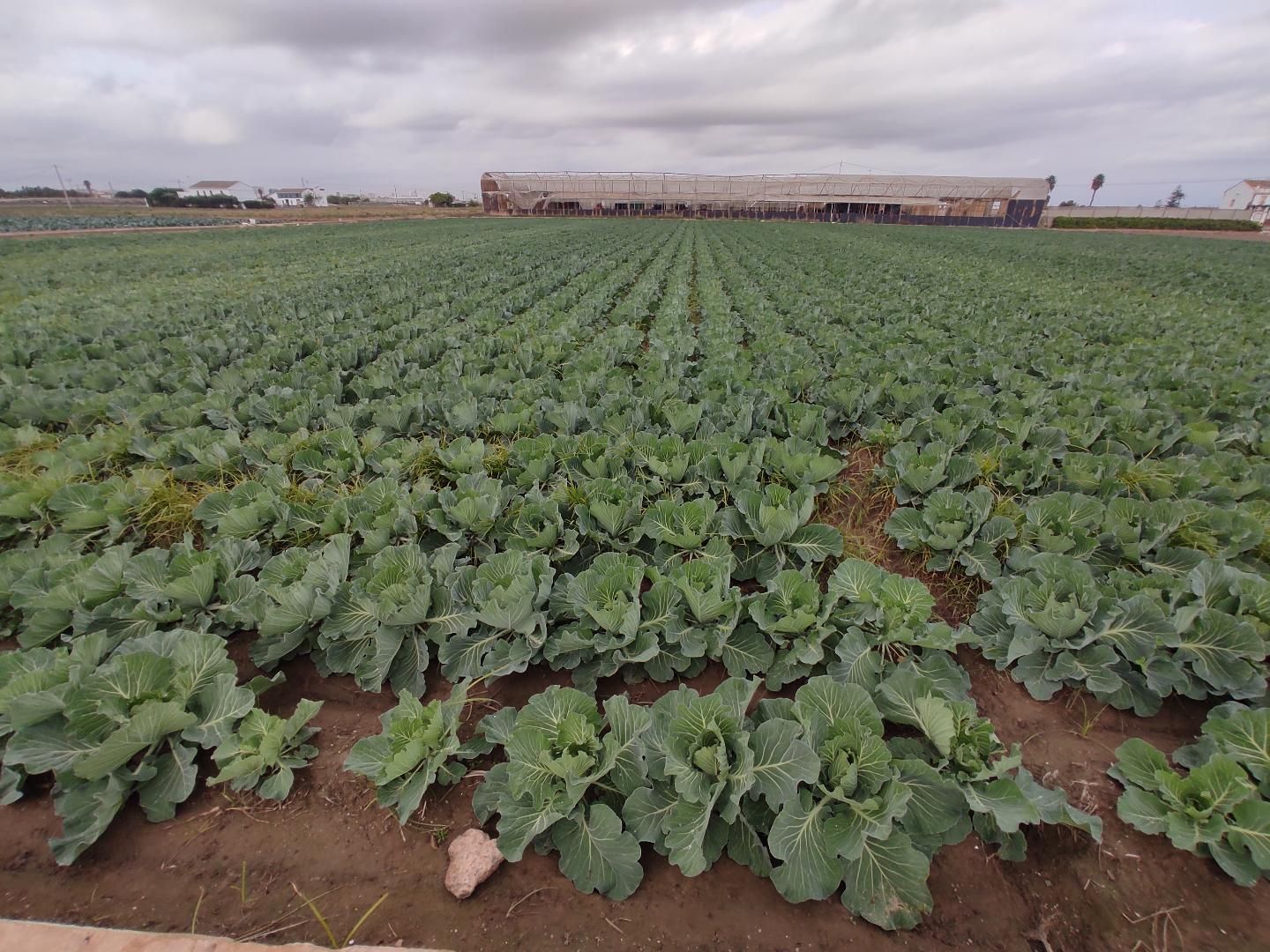 Garden of Land for sale in Alboraya