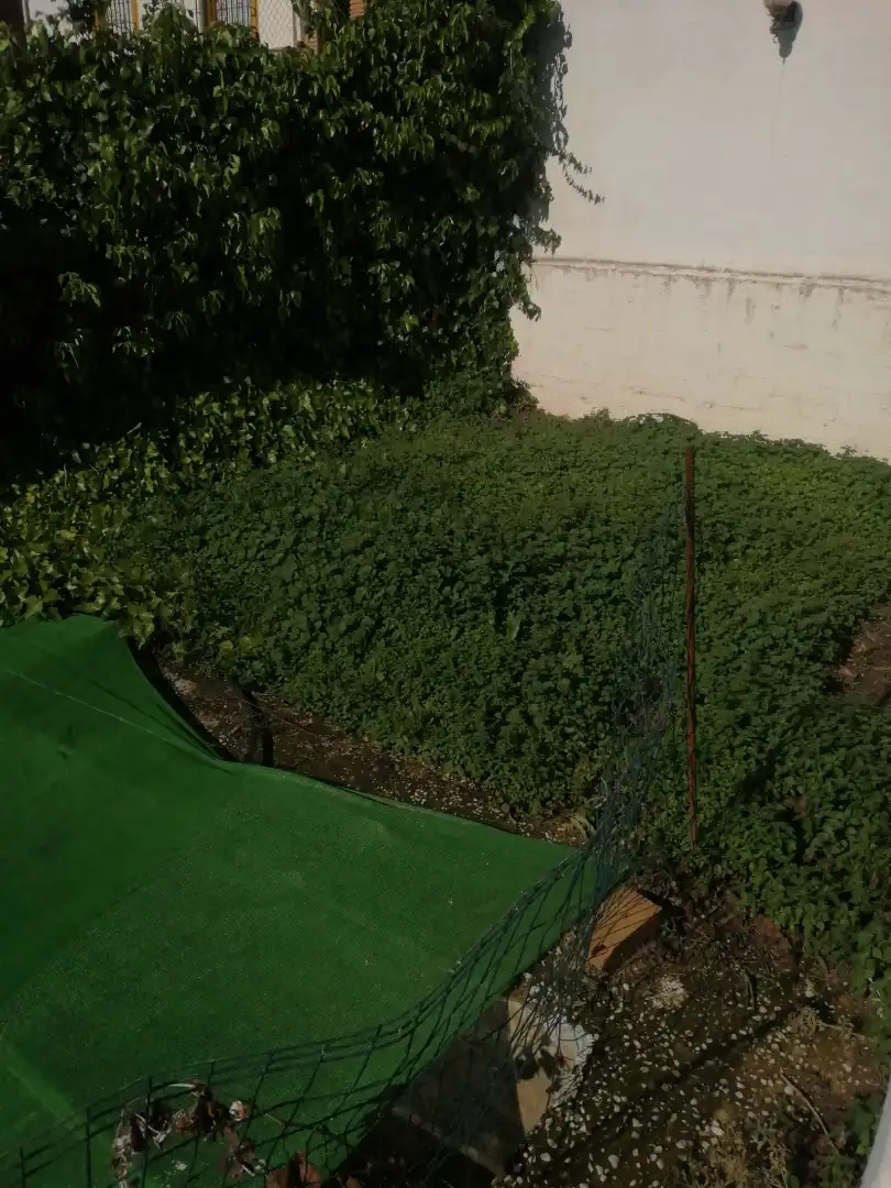 Jardí de Casa o xalet en venda en Cártama amb Jardí privat, Terrassa i Piscina