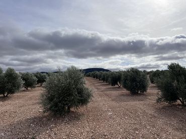 Rural land for sale in Herencia