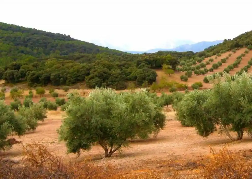 Rural land for sale in VALLXIQUE, imagen 5