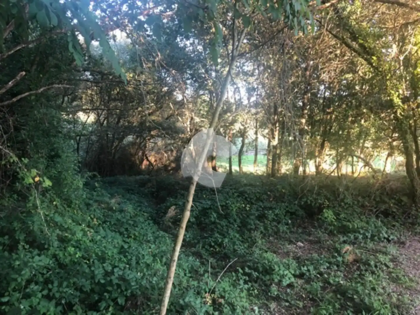 Terreni e lotti in vendita a Nogueira de Ramuín, imagen 48