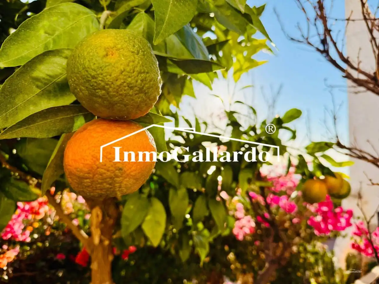 Garden of Houses for rent in Vélez-Málaga  with Private garden, Terrace and Furnished