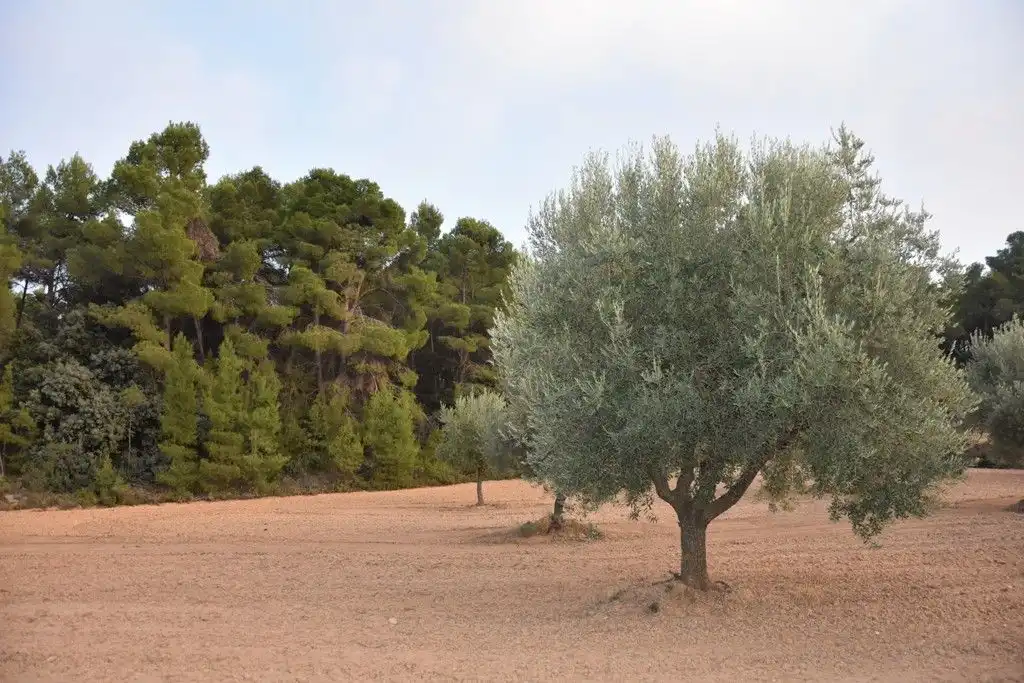 Terreni e lotti in vendita a Valderrobres, imagen 6