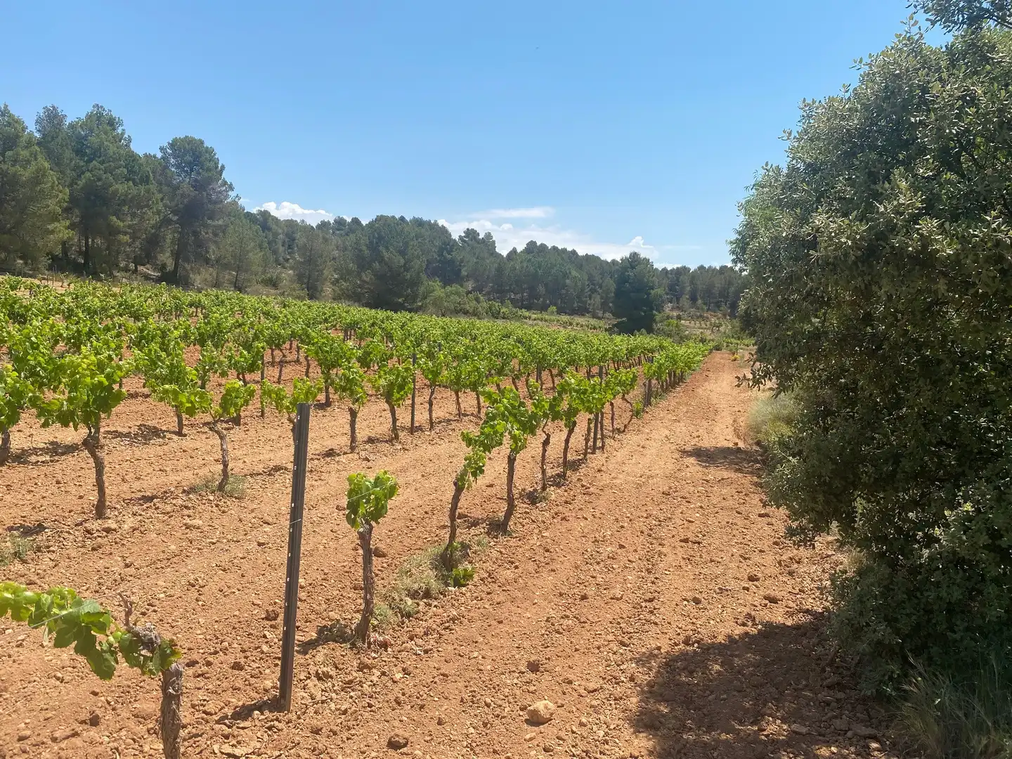 Wohnbaugrundstück zum Verkauf in Hoya Huesos. Venta Del Moro