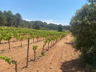 Wohnbaugrundstück zum Verkauf in Hoya Huesos. Venta Del Moro