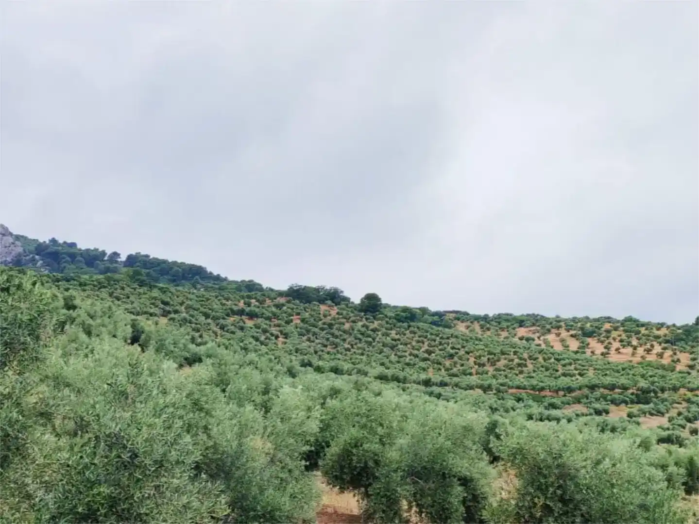 Terreno en venta en Jaén