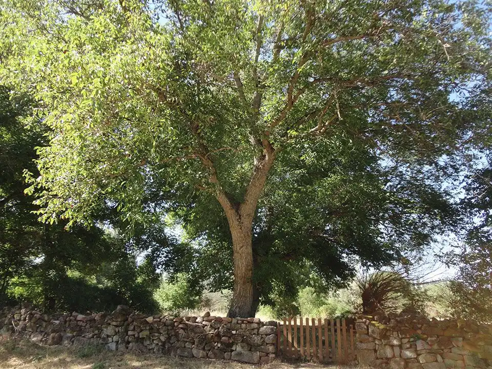 Jardín de Casa o chalet en venta en Pinilla de los Moros con Trastero y Amueblado