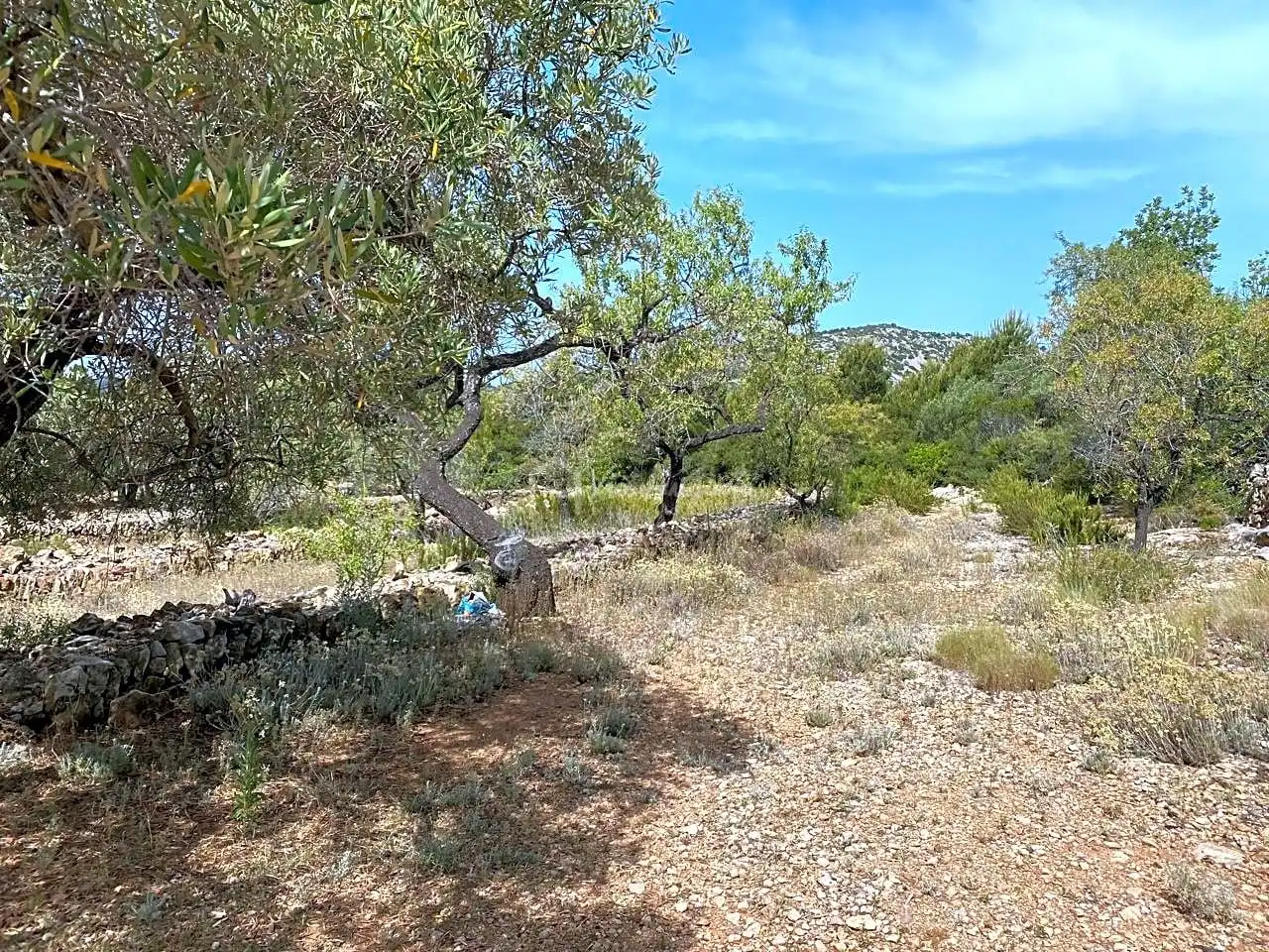 Terreno rustico in vendita a Partida Comartins, imagen 13