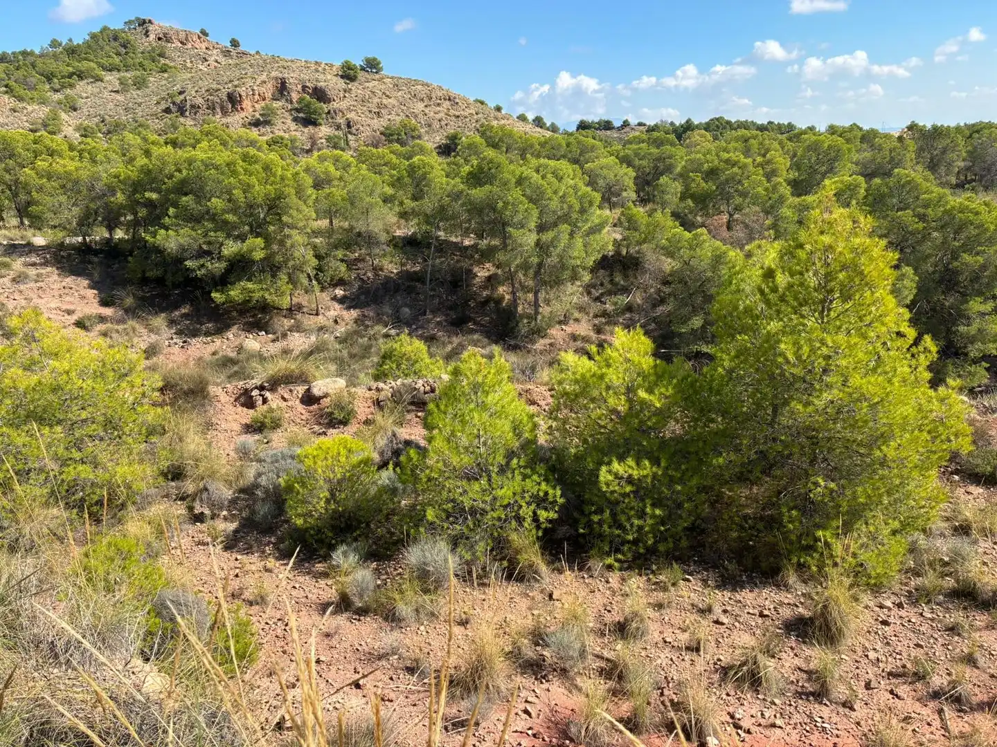 Casa o xalet en venda en Aledo