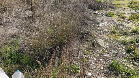 TERRENO RURAL EN CEHEGIN, immagine 3