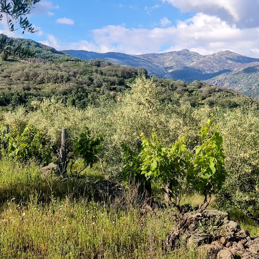 Terreni e lotti in vendita a Losar de la Vera, imagen 2