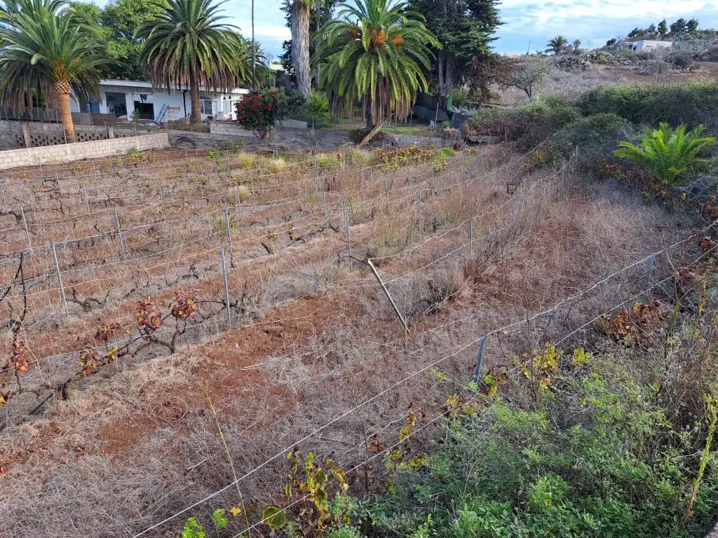 Rural land for sale in El Sauzal, imagen 17
