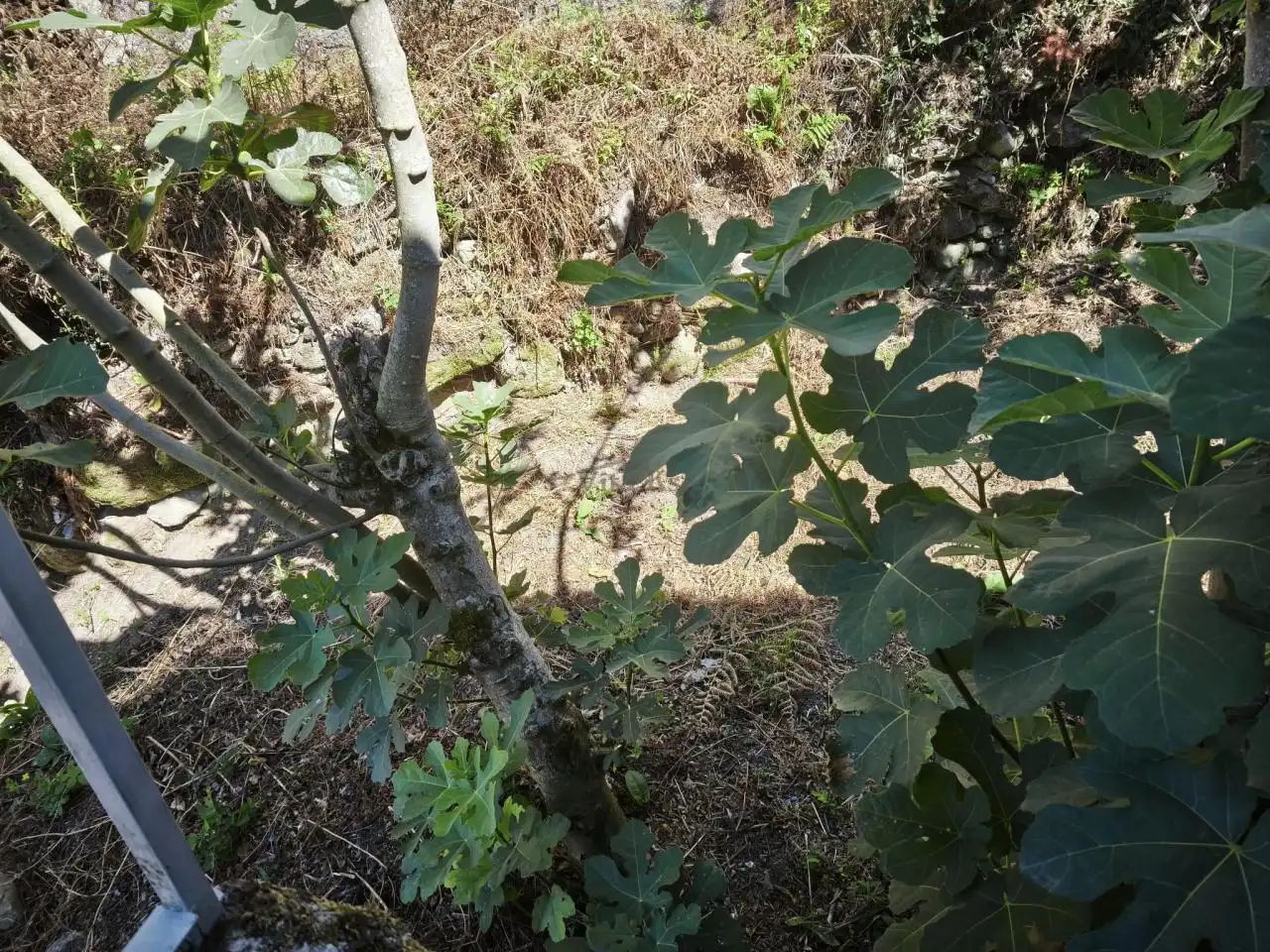 Casa o xalet en venda en Allariz amb Calefacció i Jardí privat