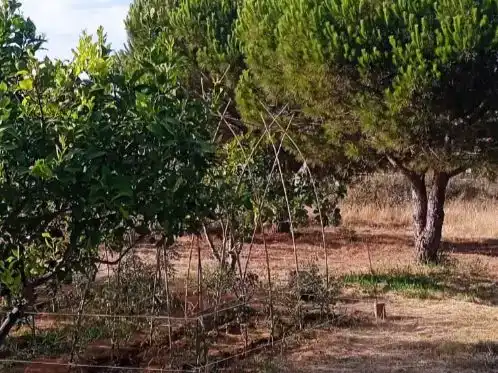 Finca rústica en venda en Lepe
