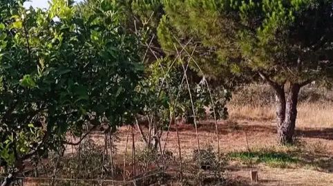 Foto 5 de Finca rústica en venda a Calle la Vega, 14, Lepe, Huelva