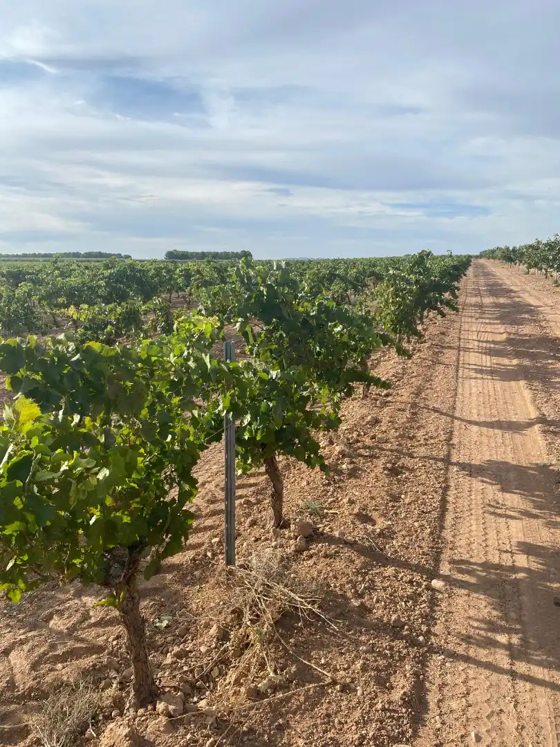 Terreno en venta en Tomelloso