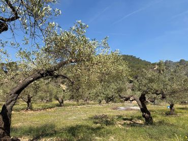 Terreny rústic en venda a L'Ametlla de Mar pueblo