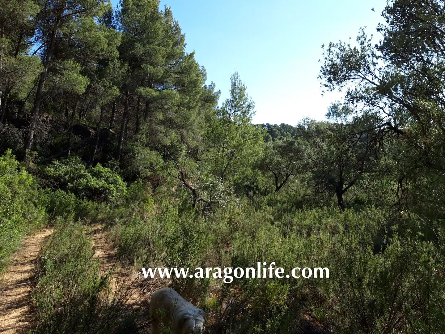 Terreni e lotti in vendita a Mazaleón, imagen 32